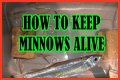 How long will minnows stay alive?