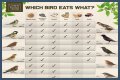 What eats bird food at night?